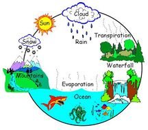 Clipart of the Carbon cycle