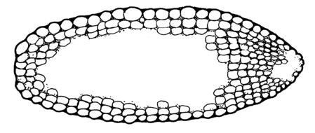 Corn Cob Border drawing