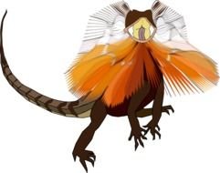 exotic lizard on a white background