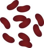 Scattered Kidney Beans drawing