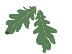 Oak Leaves image