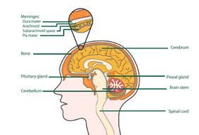 Labeled Human Brain Diagram drawing