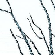 painted blue coral branches