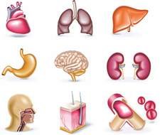 Human Body Parts drawing