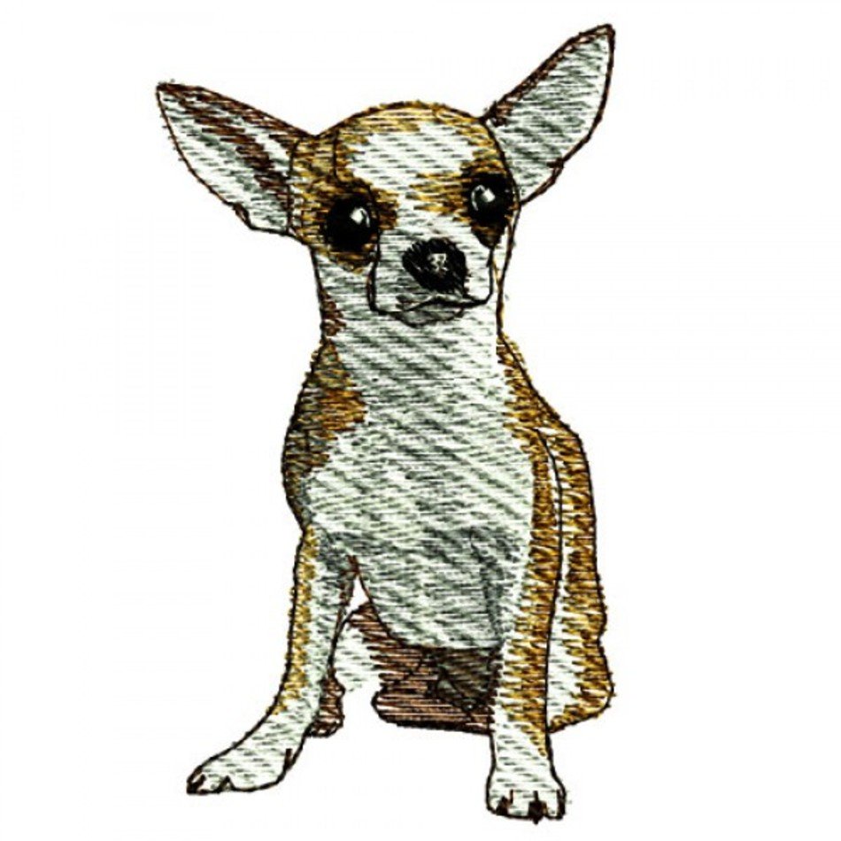 Name Chihuahua Dog 600x600jpg Resolution 600 X Pixel