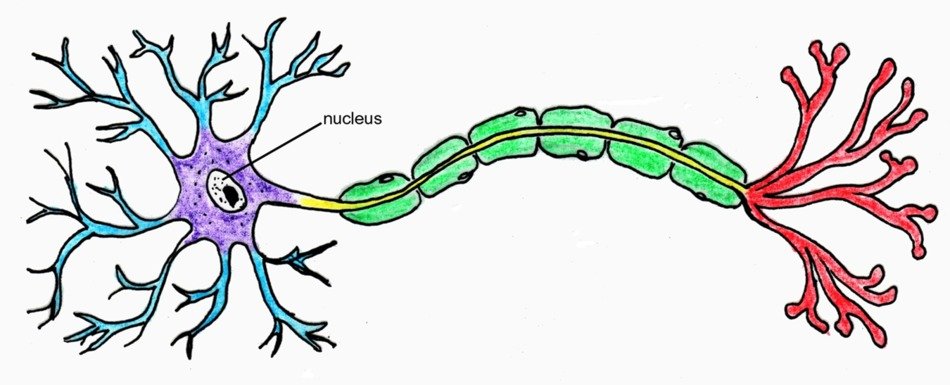 neural processes as a picture for clipart