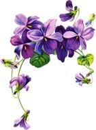 Beautiful drawing of the violet flowers clipart