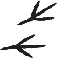 Tracks Prints Markings Talon Claws Bird Pattern