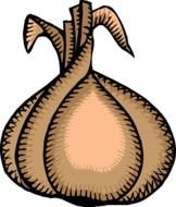 Onion Cartoon Salad Plant Vegetable Onions Food Plants
