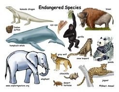 Clipart of Which Animals Are Endangered