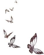 butterflies drawing