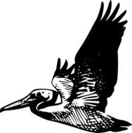 Flying Pelican At Clkercom Vector Online Royalty