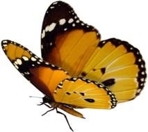 Papillon Orange Et Noir Centerblog
