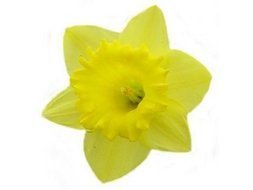 Daffodils as a picture for a clipart