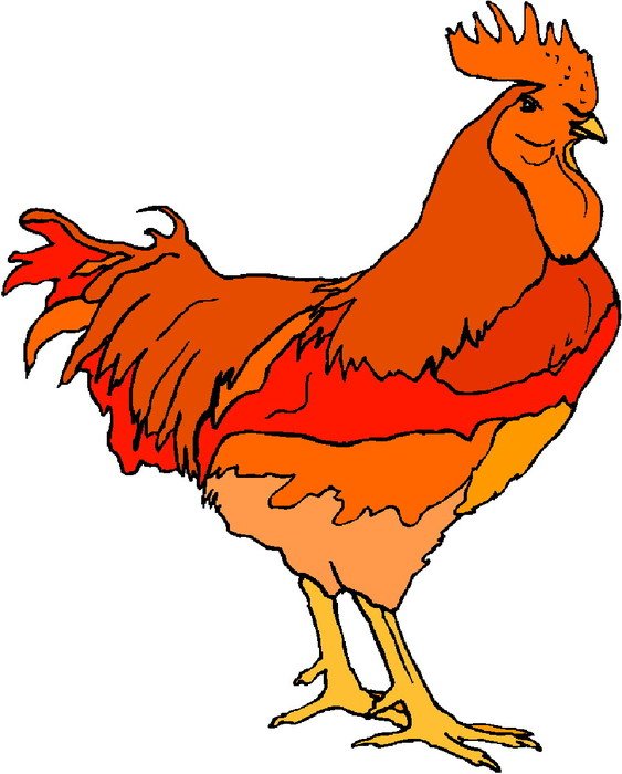 orange red rooster