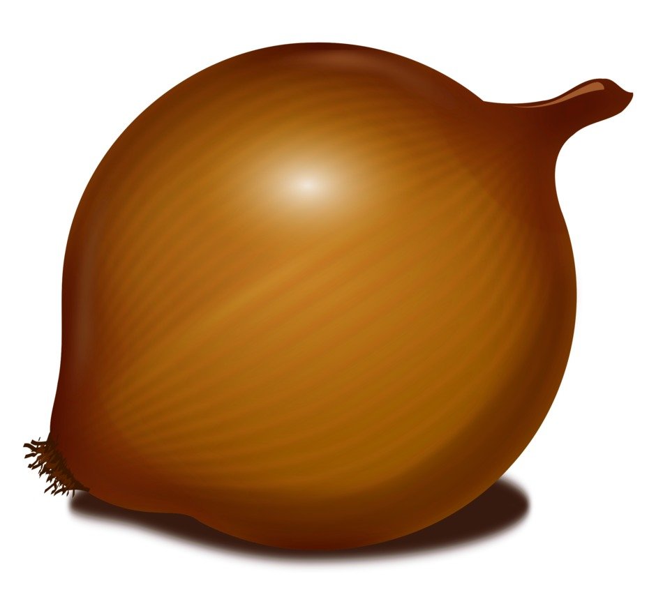 Big onion drawing