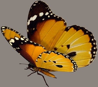 Papillon Orange Et Noir Centerblog