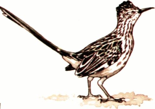 Roadrunner as an illustration on a white background