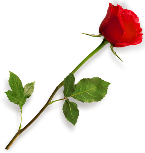 Gallery Free Picture Roses Png Red Rose Png Free Image