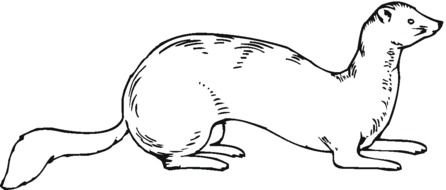 Weasel Best drawing