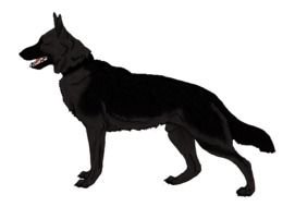 Angry Dog Pictures Frees That You Can Download To