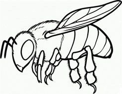 insect as a picture for clipart