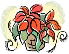 Poinsettia flower drawing
