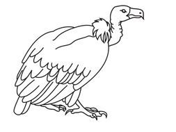 Big White Vulture drawing