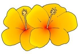 two yellow hibiskus Flowers, drawing
