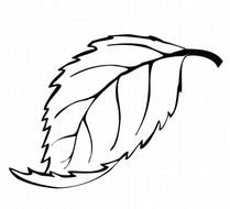 Leaf Drawings Colouring Pages Page 2