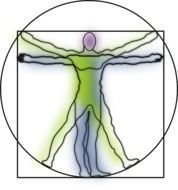 Vitruvian Man Anatomy Science Leonardo Da Vinci