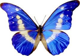 blue butterfly with a white line on a white background