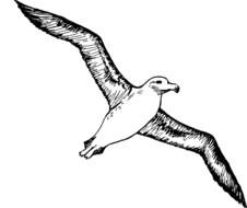 Sketch Silhouette Cartoon Page Bird Seagull Fly
