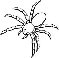 black and white picture of a spider