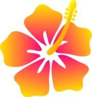 Pink And Yellow Hibiscus Flower Free
