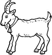 Animal Goats drawing