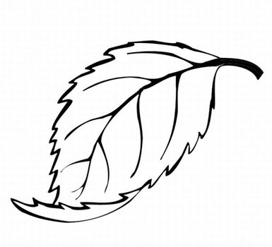 Leaf Drawings Colouring Pages Page 2
