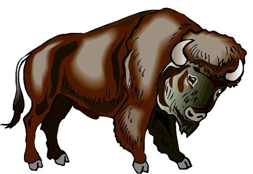 Buffalo And Bison