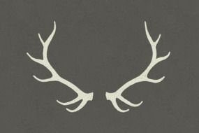 antlers on a gray background