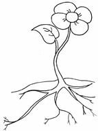 black and white image of a flower with roots