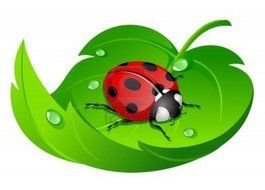 ladybug on a green leaf with dew