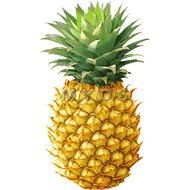 Pineapple Picture Large