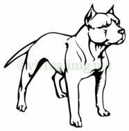 Pitbull Dog