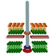25 Diagram Of A Bacterial Cell Frees That You Can Download To