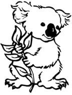 Koala holds twig, drawing