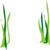 Seaweed Sco clipart