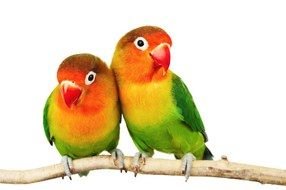 Clip art of couple of parrots