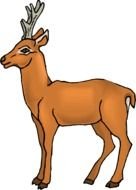 Mule Deer drawing