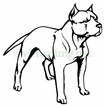 Pitbull Dog