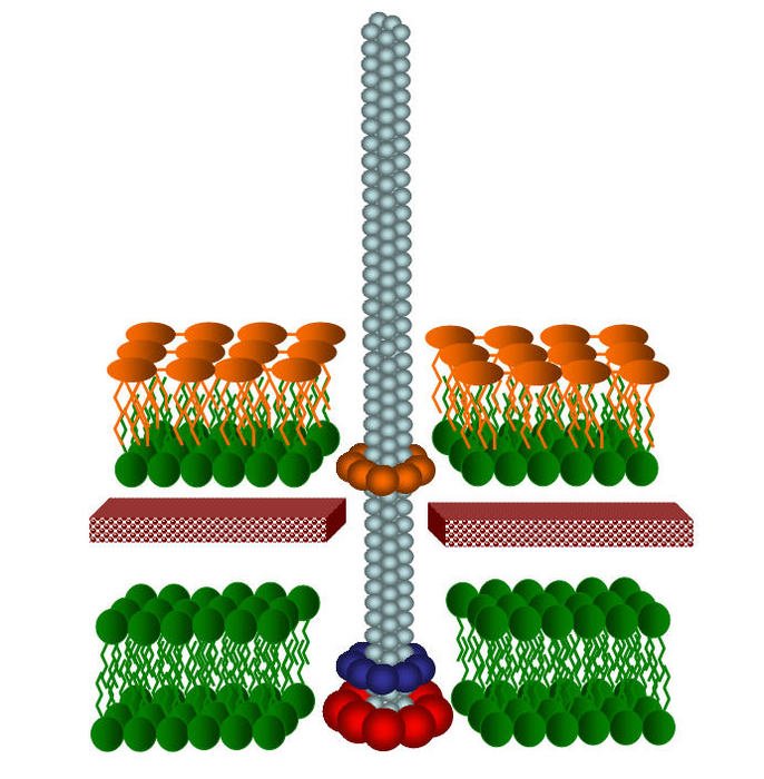 25 Diagram Of A Bacterial Cell Frees That You Can Download To
